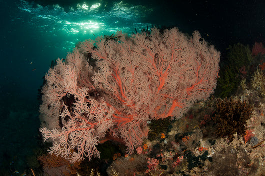 Gorgonian Sea Fans Reef Wall Decal Design 3