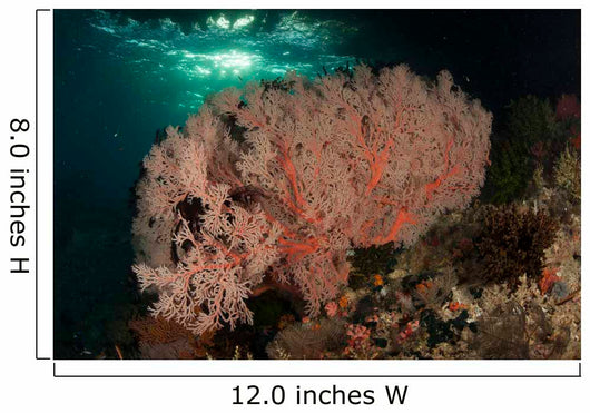 Gorgonian Sea Fans Reef Wall Decal Design 3