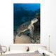 Hawksbill Sea Turtle Reef Wall Decal