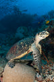 Hawksbill Sea Turtle Reef Wall Decal