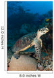 Hawksbill Sea Turtle Reef Wall Decal