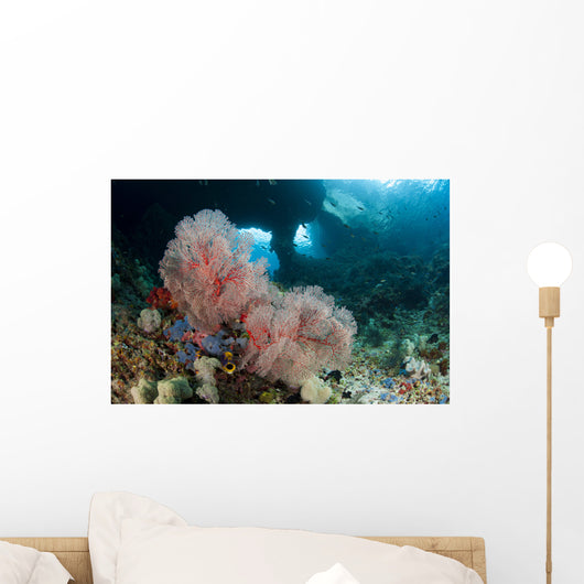 Gorgonian Sea Fan with Wall Decal