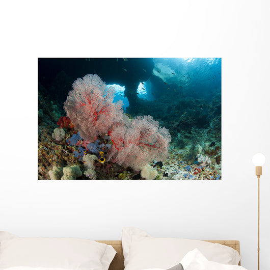 Gorgonian Sea Fan with Wall Decal