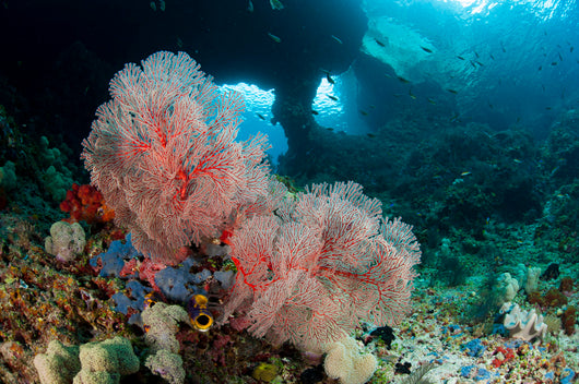 Gorgonian Sea Fan with Wall Decal