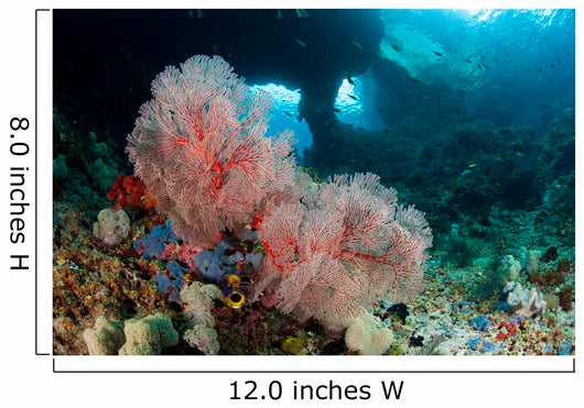 Gorgonian Sea Fan with Wall Decal