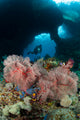 Diver Approaches Gorgonian Sea Wall Decal