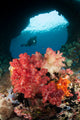 Diver Approaches Soft Corals Wall Decal