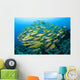 Schooling Brownstripe Snapper Raja Wall Decal Design 1