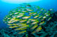 Schooling Brownstripe Snapper Raja Wall Decal Design 1