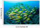 Schooling Brownstripe Snapper Raja Wall Decal Design 1