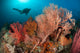 Gorgonian Sea Fans Reef Wall Decal Design 2
