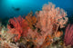 Gorgonian Sea Fans Reef Wall Decal Design 1