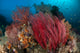 Reefscape with Grand Sea Wall Decal