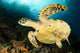 Close-up Underside Hawksbill Sea Wall Decal