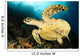 Close-up Underside Hawksbill Sea Wall Decal