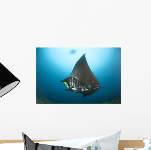 Reef Manta Ray with Wall Decal Design 3