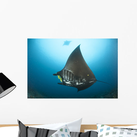 Reef Manta Ray with Wall Decal Design 3