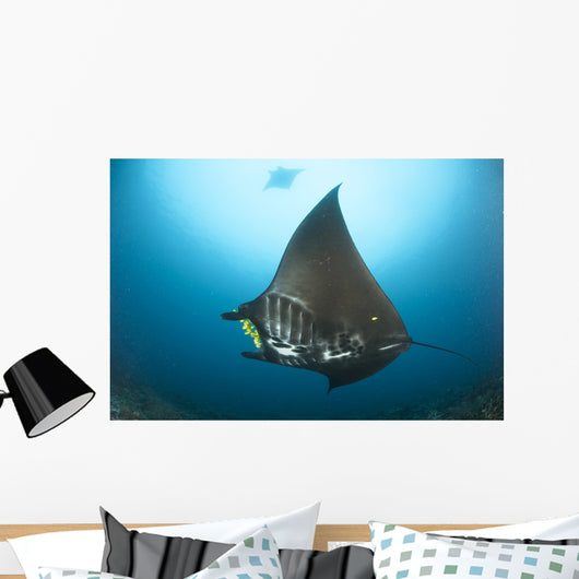Reef Manta Ray with Wall Decal Design 3