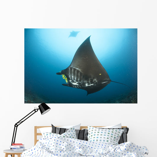 Reef Manta Ray with Wall Decal Design 3