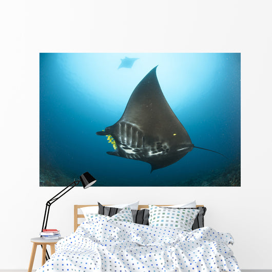 Reef Manta Ray with Wall Decal Design 3