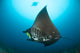 Reef Manta Ray with Wall Decal Design 3