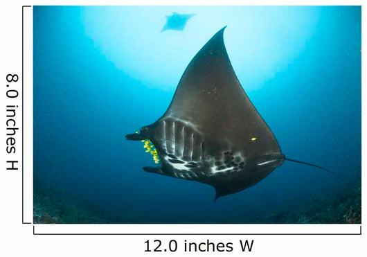 Reef Manta Ray with Wall Decal Design 3