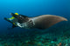 Reef Manta Ray with Wall Decal Design 2