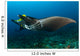 Reef Manta Ray with Wall Decal Design 2