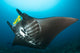 Reef Manta Ray with Wall Decal Design 1