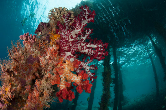 Soft Corals Adorn Legs Wall Decal Design 3