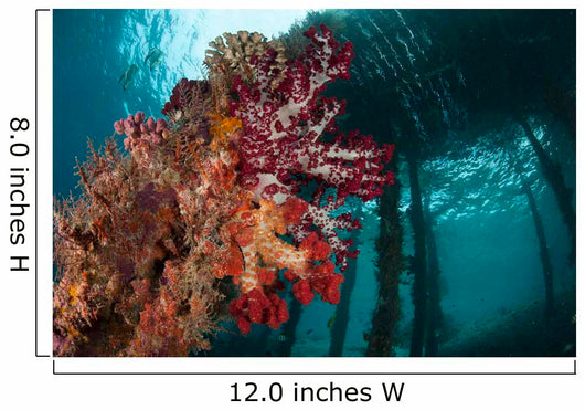 Soft Corals Adorn Legs Wall Decal Design 3