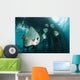 Golden Spadefish Gather under Wall Decal Design 1