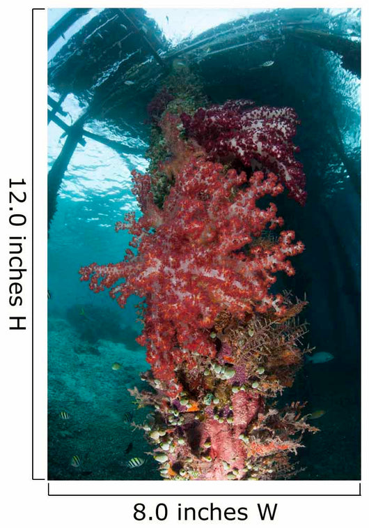 Soft Corals Adorn Legs Wall Decal Design 2