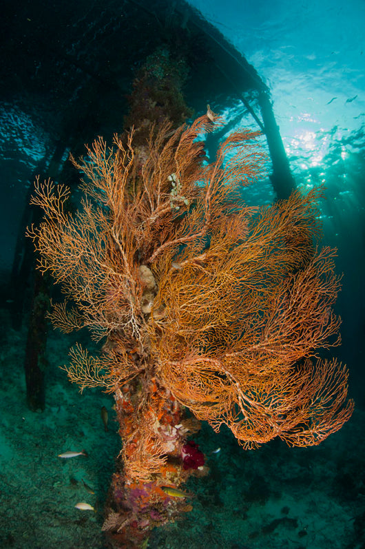 Gorgonian Sea Fan Attached Wall Decal