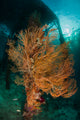 Gorgonian Sea Fan Attached Wall Decal