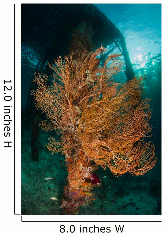 Gorgonian Sea Fan Attached Wall Decal
