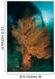 Gorgonian Sea Fan Attached Wall Decal