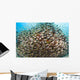 School Golden Sweeper Fish Wall Decal
