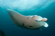 Giant Oceanic Manta Ray Wall Decal Design 2