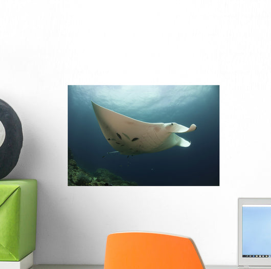 Underside Giant Oceanic Manta Wall Decal Design 3