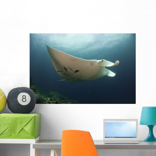 Underside Giant Oceanic Manta Wall Decal Design 3