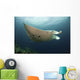 Underside Giant Oceanic Manta Wall Decal Design 3