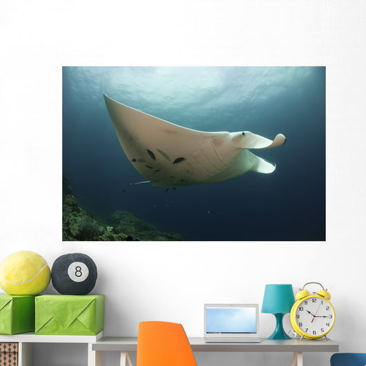 Underside Giant Oceanic Manta Wall Decal Design 3
