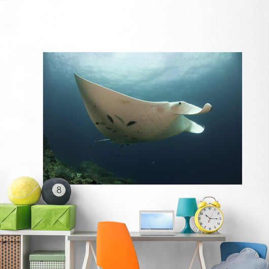 Underside Giant Oceanic Manta Wall Decal Design 3