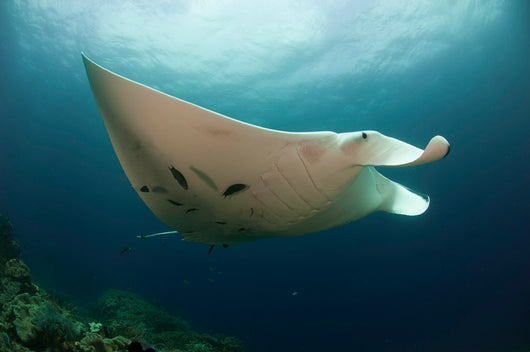 Underside Giant Oceanic Manta Wall Decal Design 3