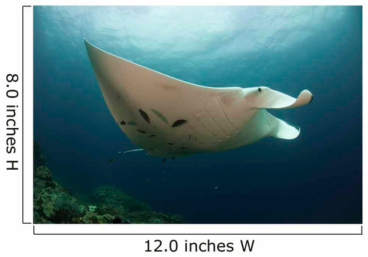 Underside Giant Oceanic Manta Wall Decal Design 3