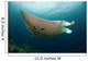 Underside Giant Oceanic Manta Wall Decal Design 3