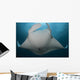 Underside Giant Oceanic Manta Wall Decal Design 2