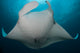 Underside Giant Oceanic Manta Wall Decal Design 2