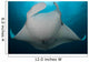 Underside Giant Oceanic Manta Wall Decal Design 2